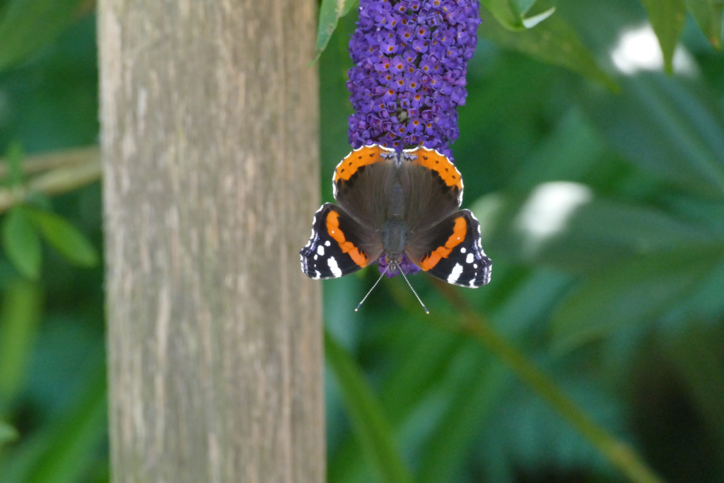 Ein Schmetterling auf einer Blüte als Symbol für Hochsensibilität.